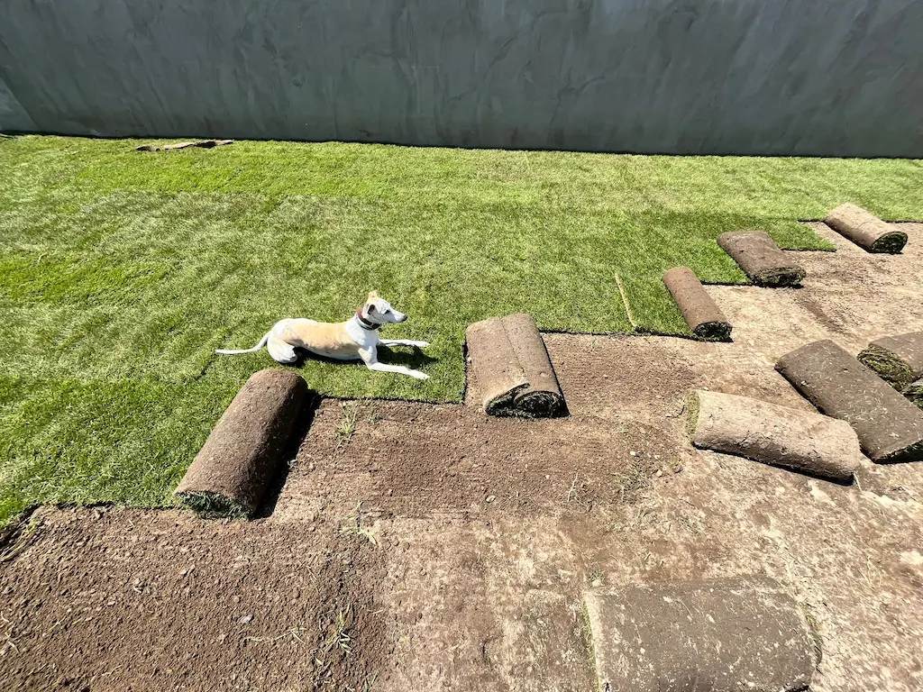 Zakładanie trawnika z rolki — realizacja w Częstochowie